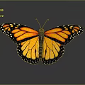 Stunning Monarch Butterfly Featuring Orange Wings With Yellow And Black Patterns