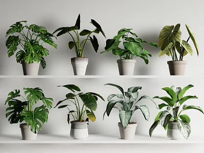 Various Potted Plants With Tropical Green Leaves In Ceramic Pots Displayed On Shelves 3d model