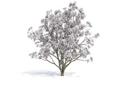 Graceful Blooming Arbor with Pinkish Purple Flowers and Delicate Branches 3d model
