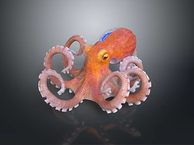Vibrant Orange Octopus With Curled Tentacles And Blue Accents In Marine Life 3d model