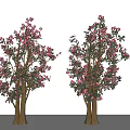 Two Ornamental Arbor Trees With Pink Blossoms Green Leaves And Brown Trunks