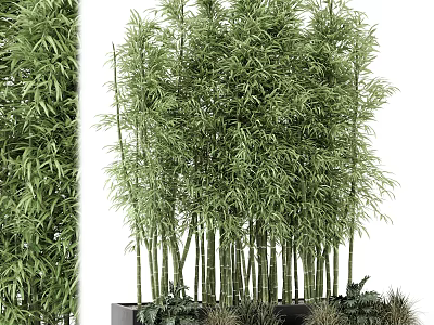 Tall Green Bamboo Potted Plant with Lush Foliage for Indoor Home Decoration 3d model