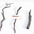 Natural Dried Wooden Branches with Shadow for Decorative Display on White Background