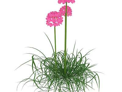 Pink Flowers With Three Blooms Long Green Stems And Lush Green Grass 3d model