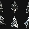 Snow Covered Arbor Trees with Different Shapes and Snowy Branches on Black Background
