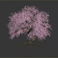 Beautiful Tree With Pink Blossoms Twisted Trunk And Exposed Roots On Gray Background