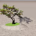 Pomegranate Tree With Curved Trunk Green Leaves And Red Fruits On Stone Pavement