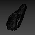 Detailed Animal Skull Specimen In Science Lab Research Environment
