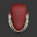 3D Dental Model Showing Upper Lower Jaw With Red White Teeth Structure