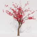 Two Arbor Trees With Red Blossoms And Brown Trunks In White Setting 3d model
