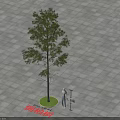 Arborvitae Tree Planted In Green Circular Area On Gray Square Pavement 3d model
