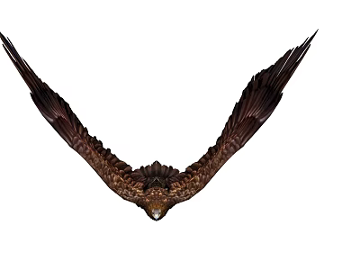 Majestic Eagle Soaring Through Sky With Spread Wings And Sharp Talons 3d model