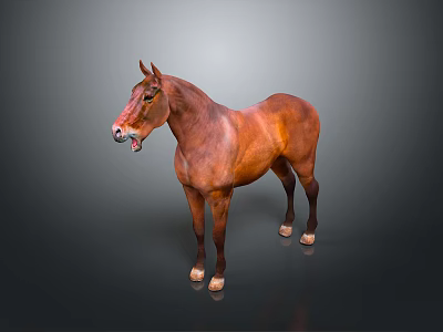 Realistic Brown Horse Standing Gracefully Against Dark Background With White Hooves 3d model