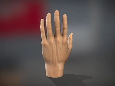 Realistic Human Hand Anatomical Model With Detailed Fingers And Natural Skin Texture 3d model
