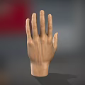 Realistic Human Hand Anatomical Model With Detailed Fingers And Natural Skin Texture
