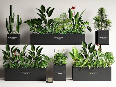 Decorative Potted Bonsai Plants With Cactus Ferns And Large Leaves In Black Pots 3d model
