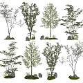 Various Arbor Trees With Green Foliage And Decorative Stones In Landscape
