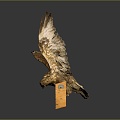 Eagle Large Eagle Owl Raptor Falcon Bird Bird Bird Animal Game Animal 3d model