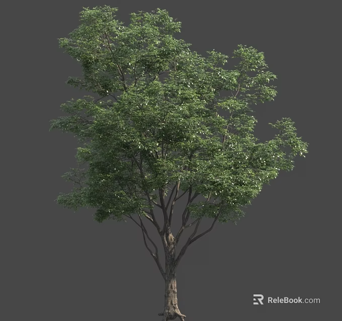 Lush Green Tree With Dense Foliage And Strong Trunk Structure 3d model 