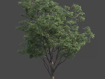 Lush Green Tree With Dense Foliage And Strong Trunk Structure 3d model