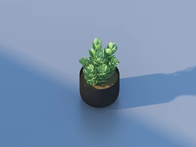 Indoor Succulent Bonsai Plant in Black Round Pot on Blue Background 3d model