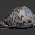 Colorful Shell With Organ Inspired Shape And Hair Like Surface Textures