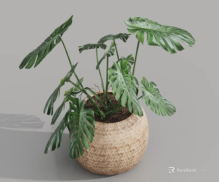 Lush Monstera Potted Plant With Large Split Leaves In Woven Basket For Indoor Decor 3d model 