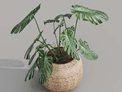 Lush Monstera Potted Plant With Large Split Leaves In Woven Basket For Indoor Decor 3d model