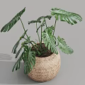 Lush Monstera Potted Plant With Large Split Leaves In Woven Basket For Indoor Decor