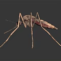 3D Rendered Flying Mosquito With Slender Legs Transparent Wings And Red Abdomen On Dark Background