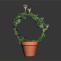 Potted Plant With Green Leaves And White Flowers In Arch Shape Terracotta Pot