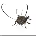 Dark Brown Cricket with Long Antennae and Detailed Body Structure on White Background