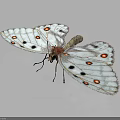 White Butterfly With Black Spots And Red Dots On Dark Background 3d model