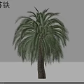 Large Cycad Arbor With Tall Trunk And Lush Feathery Green Fronds In Garden Landscape