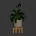 Houseplant With Green Leaves And White Flowers In Gray Pot On Orange Legged Stand