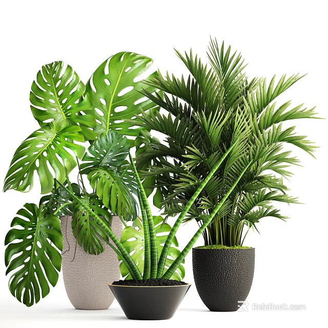Various Types Of Lush Indoor Potted Plants With Monstera Palm And Decorative Pots 3d model 