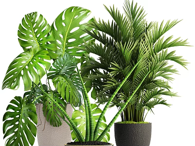 Various Types Of Lush Indoor Potted Plants With Monstera Palm And Decorative Pots 3d model