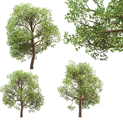 Modern Tree Maple 3d model