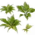 Fresh Green Ferns In Different Sizes As Decorative House Plants With Lush Foliage