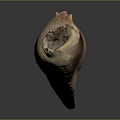 Crab Claw Organ With Red Beige Color And Fine Hairs Texture Details