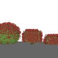 Vibrant Red Leaf Round Shrubs in Various Sizes for Garden Landscaping