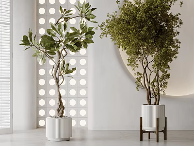 Two Green Trees in White Planters Against Circular Hole Wall With Shutters And Round Light 3d model