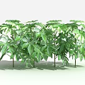 Modern tree octagonal gold plate 3d model