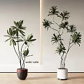 Bonsai Potted Plants In Wabi Sabi Style With Green Leaves And Tall Stems
