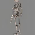 human skeleton 3d model