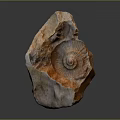 Conch fossil bone snail field snail shellfish marine animal wildlife animal 3d model