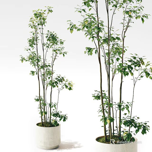 Indoor Potted Plants With Slender Stems And Green Leaves In White Pots 3d model 