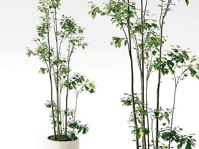 Plant Green Plant Bonsai 3d model