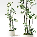 Indoor Potted Plants With Slender Stems And Green Leaves In White Pots
