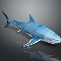 Blue Shark 3D Model Featuring Blue And White Color On Gray Background With Reflection 3d model